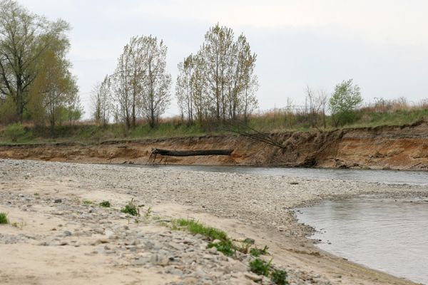 Prosenice - řeka Bečva, 17.4.2009
Rozsáhlé štěrkové a písčité náplavy Bečvy východně od obce Prosenice. Na protějším břehu dravé jarní vody pomalu obnažují prastarý zkamenělý kmen.
Mots-clés: Osek nad Bečvou Prosenice Bečva