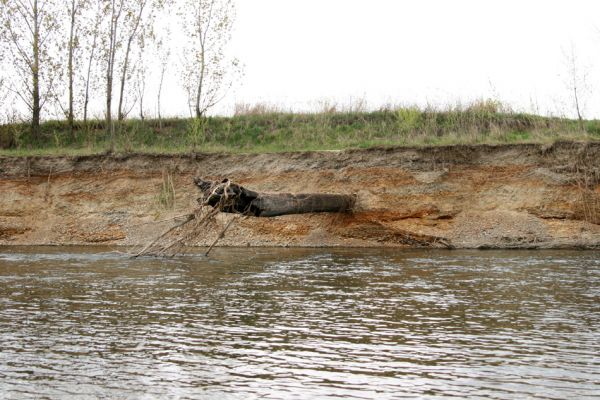 Prosenice - řeka Bečva, 17.4.2009
Pravý břeh Bečvy východně od obce Prosenice. Před kolika staletími byl tento kmen ukryt lidským zrakům pod štěrkové náplavy řeky? Nyní se dravý říční proud postaral o jeho znovuzrození...  
Mots-clés: Osek nad Bečvou Prosenice Bečva