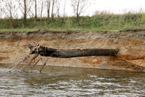 Prosenice - řeka Bečva, 17.4.2009
Pravý břeh Bečvy východně od obce Prosenice. Před kolika staletími byl tento kmen ukryt lidským zrakům pod štěrkové náplavy řeky? Nyní se dravý říční proud postaral o jeho znovuzrození...  
Schlüsselwörter: Osek nad Bečvou Prosenice Bečva