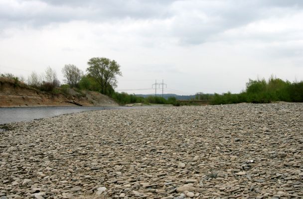 Prosenice - řeka Bečva, 17.4.2009
Rozsáhlé štěrkové náplavy východně od obce Prosenice.
Mots-clés: Osek nad Bečvou Prosenice Bečva Adrastus circassicus