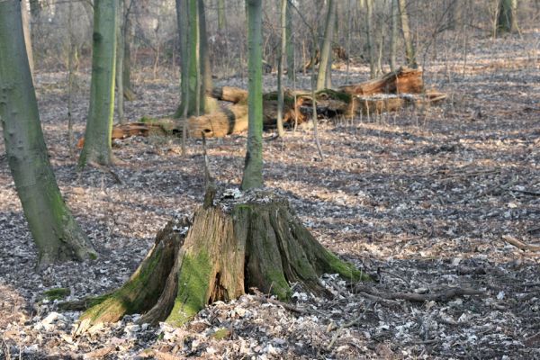 Prosetice, 21.3.2012
Pohřebiště dubů...
Klíčová slova: Teplice Prosetice Ampedus pomorum erythrogonus