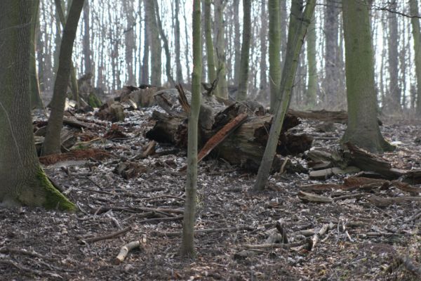 Prosetice, 21.3.2012
Pohřebiště dubů...
Klíčová slova: Teplice Prosetice Ampedus pomorum erythrogonus