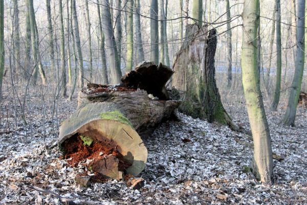 Prosetice, 21.3.2012
Padlý velikán.
Klíčová slova: Teplice Prosetice Ampedus pomorum erythrogonus