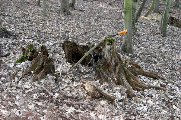 Prosetice, 21.3.2012
Téměř rozpadlý dubový pařez.
Klíčová slova: Teplice Prosetice