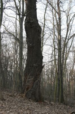 Prosetice, 21.3.2012
Jeden z posledních živých dubů...
Schlüsselwörter: Teplice Prosetice Osmoderma páchník Procraerus tibialis