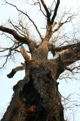 Prosetice, 21.3.2012
Jeden z posledních živých dubů... 
Klíčová slova: Teplice Prosetice