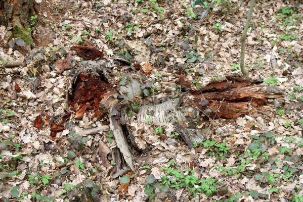 Teplice, Prosetice, 29.4.2012
Háj u Prosetických dubů. Trouchnivé dřevo třešně s roháčky Aesalus scarabaeoides.
Klíčová slova: Teplice Prosetice Aesalus scarabaeoides