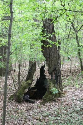 Teplice, Prosetice, 29.4.2012
Háj u Prosetických dubů. Torzo dubu.
Klíčová slova: Teplice Prosetice