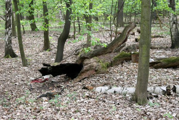 Teplice, Prosetice, 29.4.2012
Háj u Prosetických dubů. 
Klíčová slova: Teplice Prosetice