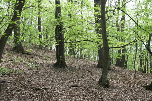 Teplice, Prosetice, 29.4.2012
Háj u Prosetických dubů. 
Klíčová slova: Teplice Prosetice