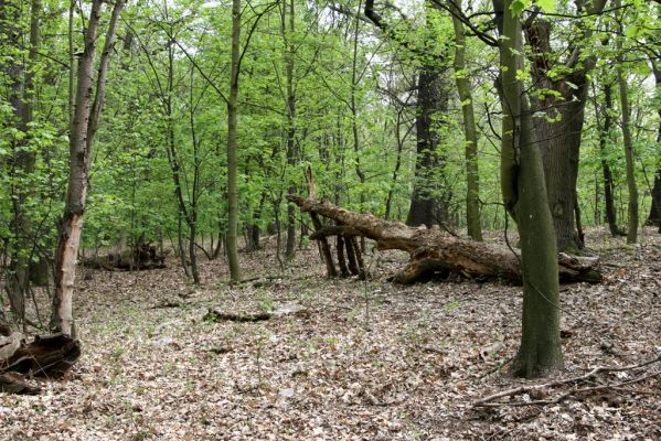 Teplice, Prosetice, 29.4.2012
Háj u Prosetických dubů. 
Klíčová slova: Teplice Prosetice