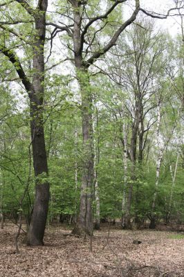Teplice, Prosetice, 29.4.2012
Háj u Prosetických dubů. 
Klíčová slova: Teplice Prosetice