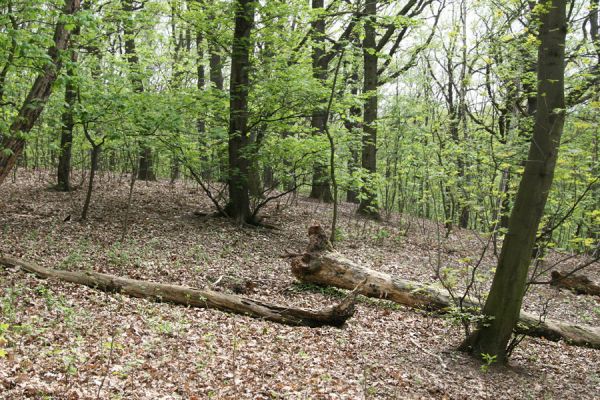 Teplice, Prosetice, 29.4.2012
Háj u Prosetických dubů. 
Klíčová slova: Teplice Prosetice