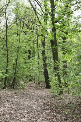 Teplice, Prosetice, 29.4.2012
Háj u Prosetických dubů. 
Klíčová slova: Teplice Prosetice