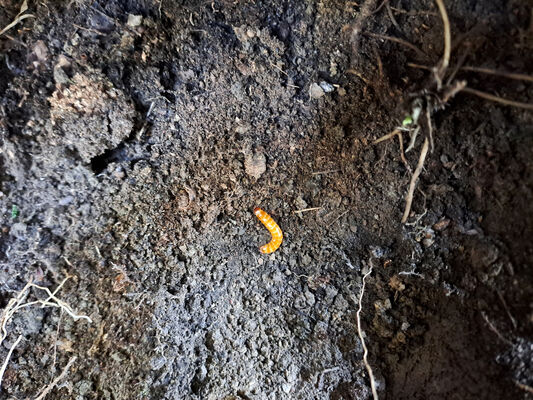 Kurdějov, 16.10.2024
Vrch Přední kout - larva kovaříka Prosternon chrysocomum.
Keywords: Kurdějov Přední kout Prosternon chrysocomum