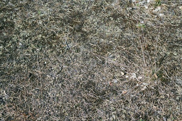 Provodín, 21.4.2003
Písčitá půda s borovým jehličím a řídce porostlá mechem na osluněném vrchotu pískovcových skal. Biotop kovaříka Cardiophrorus ebeninus. 
Mots-clés: Provodín Cardiophorus ebeninus