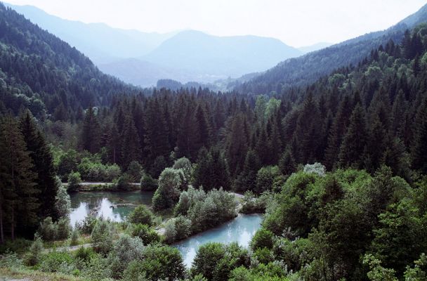 Puch - Kras, 9.7.2003
Chovná pstruhová jezírka východně od obce Puch. Biotop kovaříků Adrastus lacertosus a Betarmon bisbimaculatus.
Klíčová slova: Puch Adrastus lacertosus Betarmon bisbimaculatus