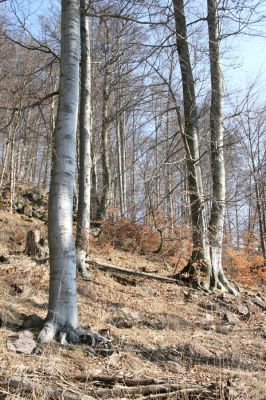 Vysoká Pec, Pyšná, 21.3.2012
Bukový les na jihozápadním svahu Zámeckého vrchu.
Klíčová slova: Krušné hory Vysoká Pec Pyšná Zámecký vrch