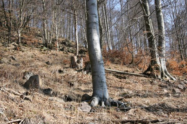 Vysoká Pec, Pyšná, 21.3.2012
Bukový les na jihozápadním svahu Zámeckého vrchu.
Klíčová slova: Krušné hory Vysoká Pec Pyšná Zámecký vrch