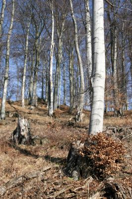 Vysoká Pec, Pyšná, 21.3.2012
Bukový les na jihozápadním svahu Zámeckého vrchu.
Schlüsselwörter: Krušné hory Vysoká Pec Pyšná Zámecký vrch