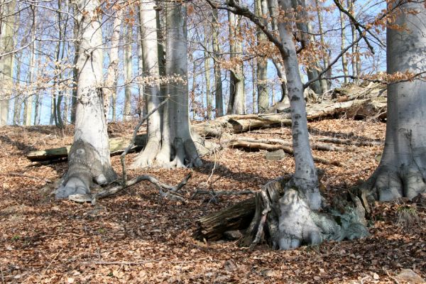 Vysoká Pec, Pyšná, 21.3.2012
Bukový les na jihozápadním svahu Zámeckého vrchu.
Klíčová slova: Krušné hory Vysoká Pec Pyšná Zámecký vrch Osmoderma páchník