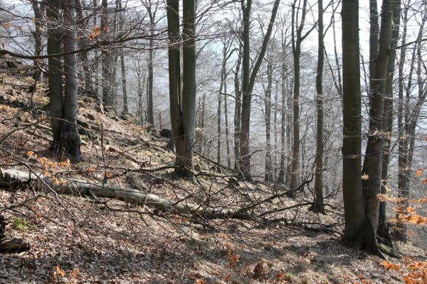 Vysoká Pec, Pyšná, 21.3.2012
Bukový les na jihozápadním svahu Zámeckého vrchu.
Klíčová slova: Krušné hory Vysoká Pec Pyšná Zámecký vrch