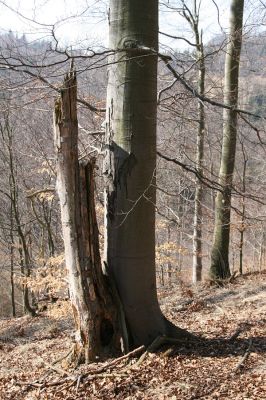 Vysoká Pec, Pyšná, 21.3.2012
Bukový les na jihozápadním svahu Zámeckého vrchu.
Klíčová slova: Krušné hory Vysoká Pec Pyšná Zámecký vrch