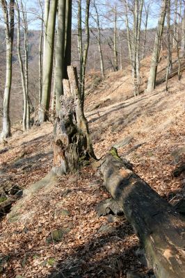 Vysoká Pec, Pyšná, 21.3.2012
Bukový les na jihozápadním svahu Zámeckého vrchu.
Mots-clés: Krušné hory Vysoká Pec Pyšná Zámecký vrch Stenagostus rhombeus Denticollis rubens