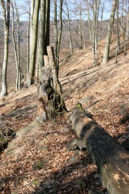 Vysoká Pec, Pyšná, 21.3.2012
Bukový les na jihozápadním svahu Zámeckého vrchu.
Schlüsselwörter: Krušné hory Vysoká Pec Pyšná Zámecký vrch Stenagostus rhombeus Denticollis rubens