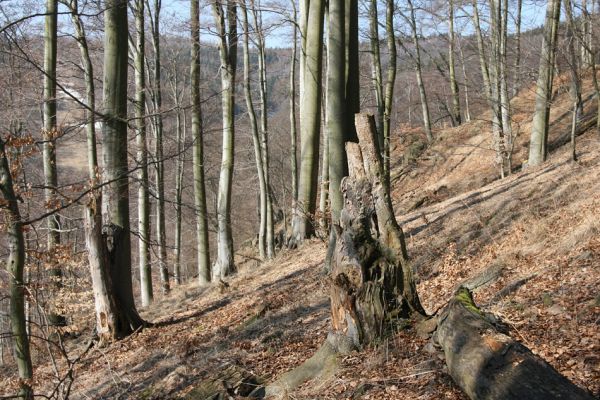 Vysoká Pec, Pyšná, 21.3.2012
Bukový les na jihozápadním svahu Zámeckého vrchu.
Klíčová slova: Krušné hory Vysoká Pec Pyšná Zámecký vrch Stenagostus rhombeus Denticollis rubens