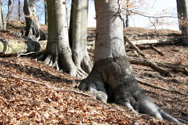 Vysoká Pec, Pyšná, 21.3.2012
Buky na jihozápadním svahu Zámeckého vrchu.
Klíčová slova: Krušné hory Vysoká Pec Pyšná Zámecký vrch Osmoderma páchník