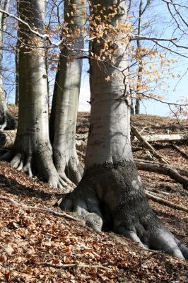 Vysoká Pec, Pyšná, 21.3.2012
Buky na jihozápadním svahu Zámeckého vrchu.
Keywords: Krušné hory Vysoká Pec Pyšná Zámecký vrch Osmoderma páchník