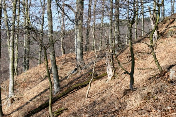 Vysoká Pec, Pyšná, 21.3.2012
Bukový les na jihozápadním svahu Zámeckého vrchu.
Klíčová slova: Krušné hory Vysoká Pec Pyšná Zámecký vrch