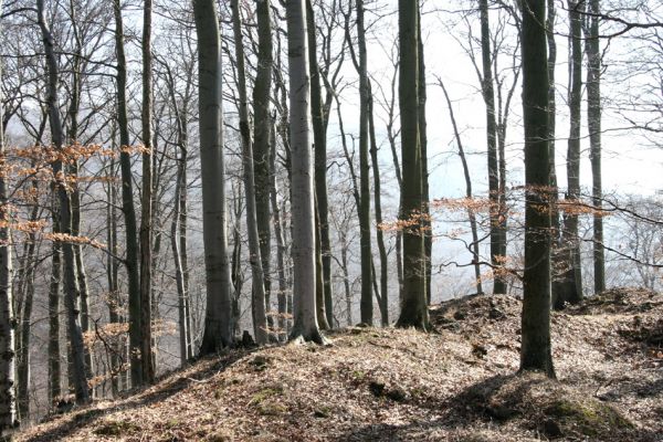 Vysoká Pec, Pyšná, 21.3.2012
Vrcholové partie Zámeckého vrchu.
Klíčová slova: Krušné hory Vysoká Pec Pyšná Zámecký vrch Nový Žeberk