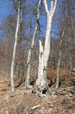 Vysoká Pec, Pyšná, 21.3.2012
Bukový les na jižním svahu Zámeckého vrchu.
Klíčová slova: Krušné hory Vysoká Pec Pyšná Zámecký vrch