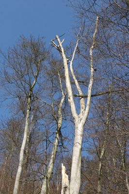 Vysoká Pec, Pyšná, 21.3.2012
Buky na jižním svahu Zámeckého vrchu.
Schlüsselwörter: Krušné hory Vysoká Pec Pyšná Zámecký vrch