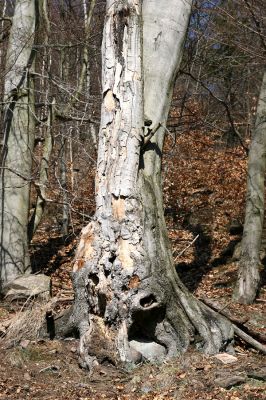 Vysoká Pec, Pyšná, 21.3.2012
Starý buk na jižním svahu Zámeckého vrchu s výletovými otvory tesaříků Cerambyx scopoli a snad i Rosalia alpina...
Klíčová slova: Krušné hory Vysoká Pec Pyšná Zámecký vrch