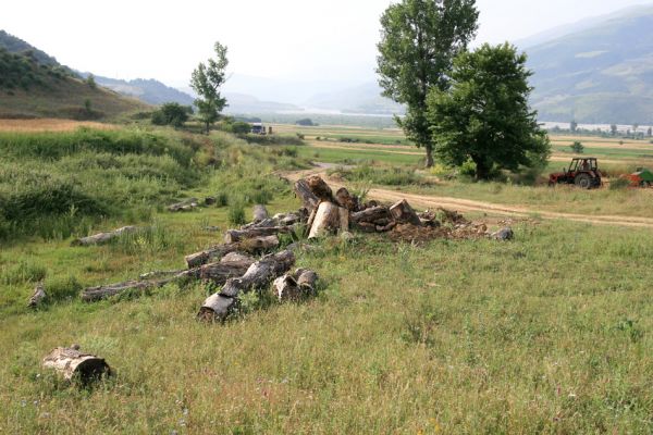 Qesarat, 15.6.2010
Hromada rozřezaných trouchnivějících topolových kmenů, pocházejících pravděpodobně z pobřežních porostů řeky Vjosë. Biotop pozoruhodných saproxylických brouků.
Klíčová slova: Qesarat Farsus dubius Lacon punctatus Drapetes mordelloides Megopis scaabricornis Eurythyrea aurata