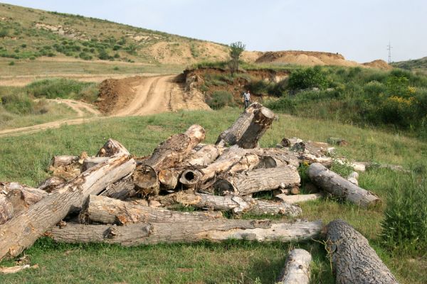 Qesarat, 15.6.2010
Hromada rozřezaných trouchnivějících topolových kmenů, pocházejících pravděpodobně z pobřežních porostů řeky Vjosë. Biotop pozoruhodných saproxylických brouků. 
Keywords: Qesarat Farsus dubius Lacon punctatus Drapetes mordelloides Megopis scaabricornis Eurythyrea aurata