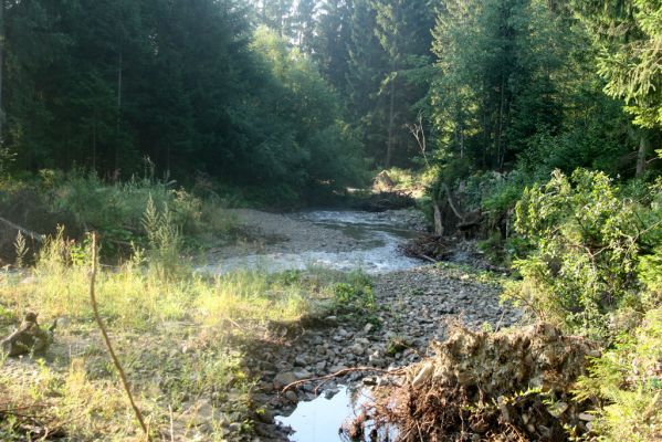 Rabčice, 29.7.2018
Meandry Bystré.
Klíčová slova: Orava Rabčice řeka Bystrá Zorochros dermestoides