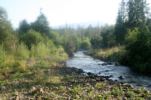 Rabčice, 29.7.2018
Meandry Bystré.
Klíčová slova: Orava Rabčice řeka Bystrá Zorochros dermestoides