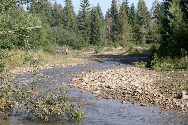 Rabčice, 29.7.2018
Meandry Bystré.
Klíčová slova: Orava Rabčice řeka Bystrá Zorochros dermestoides