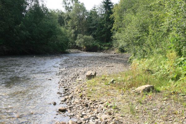 Rabčice, 29.7.2018
Meandry Bystré.
Schlüsselwörter: Orava Rabčice řeka Bystrá Zorochros dermestoides