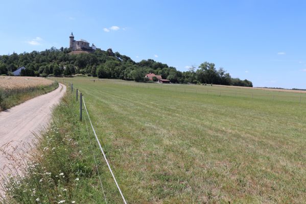 Ráby, 4.7.2019
Kunětická hora, pastvina Na Kladině.
Keywords: Ráby Kunětická hora Na Kladině pastvina