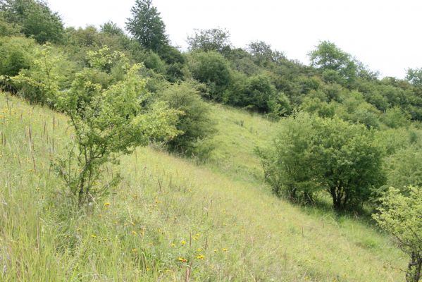 Račice nad Trotinou, 19.7.2015
Step na západně orientovaném svahu.



Klíčová slova: Račice nad Trotinou Rodov