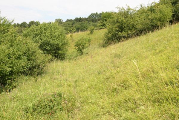 Račice nad Trotinou, 19.7.2015
Step na západně orientovaném svahu.


Klíčová slova: Račice nad Trotinou Rodov