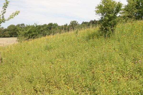 Račice nad Trotinou, 19.7.2015
Step na západně orientovaném svahu.


Klíčová slova: Račice nad Trotinou Rodov