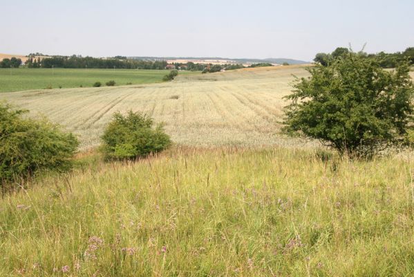 Račice nad Trotinou, 19.7.2015
Step na západně orientovaném svahu. Pohled na Račice.


Klíčová slova: Račice nad Trotinou Rodov