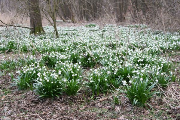 Račice-Pístovice, 21.3.2016
Bledule v Rakoveckém údolí u soutoku Malého Rakovce s Rakovcem.



Keywords: Račice-Pístovice Rakovecké údolí soutok Malý Rakovec bledule