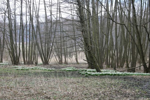 Račice-Pístovice, 21.3.2016
Bledule v Rakoveckém údolí u soutoku Malého Rakovce s Rakovcem.



Keywords: Račice-Pístovice Rakovecké údolí soutok Malý Rakovec bledule